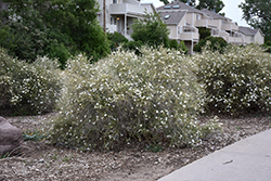 Apache Plume (Fallugia paradoxa) at A Very Successful Garden Center