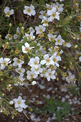 Apache Plume (Fallugia paradoxa) at A Very Successful Garden Center