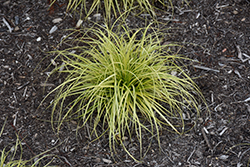 EverColor Eversheen Japanese Sedge (Carex oshimensis 'Eversheen') at A Very Successful Garden Center