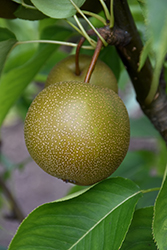 Shinko Asian Pear (Pyrus pyrifolia 'Shinko') at A Very Successful Garden Center