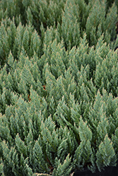 Blue Forest Juniper (Juniperus sabina 'Blue Forest') at A Very Successful Garden Center