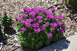 Leading Lady Plum Beebalm (Monarda 'Leading Lady Plum') at A Very Successful Garden Center