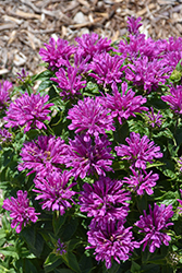 Leading Lady Plum Beebalm (Monarda 'Leading Lady Plum') at A Very Successful Garden Center