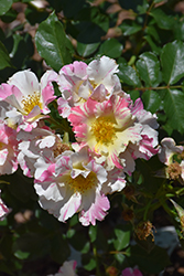 Soaring Spirits Rose (Rosa 'WEKbecfoj') at A Very Successful Garden Center