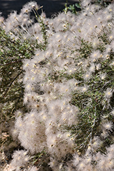 Apache Plume (Fallugia paradoxa) at A Very Successful Garden Center