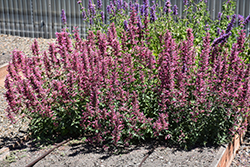 Poquito Lavender Hyssop (Agastache 'TNAGAPL') at A Very Successful Garden Center