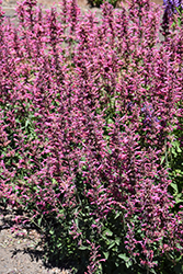 Poquito Lavender Hyssop (Agastache 'TNAGAPL') at A Very Successful Garden Center