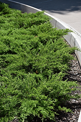 Broadmoor Juniper (Juniperus sabina 'Broadmoor') at The Mustard Seed