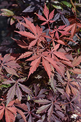 Purple-Leaf Japanese Maple (Acer palmatum 'Atropurpureum') at A Very Successful Garden Center