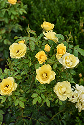 Gilded Sun Rose (Rosa 'MEIanycid') at A Very Successful Garden Center