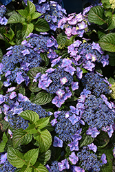 Pop Star Hydrangea (Hydrangea macrophylla 'BAILMACSIX') at Peter Knippel Garden Centre