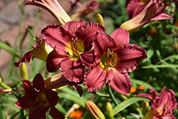 Earlybird Cardinal Daylily (Hemerocallis 'Endless Heart') at Golden Acre Home & Garden