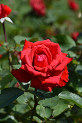 Eleganza Grande Amore Rose (Rosa 'KORcoluma') at A Very Successful Garden Center